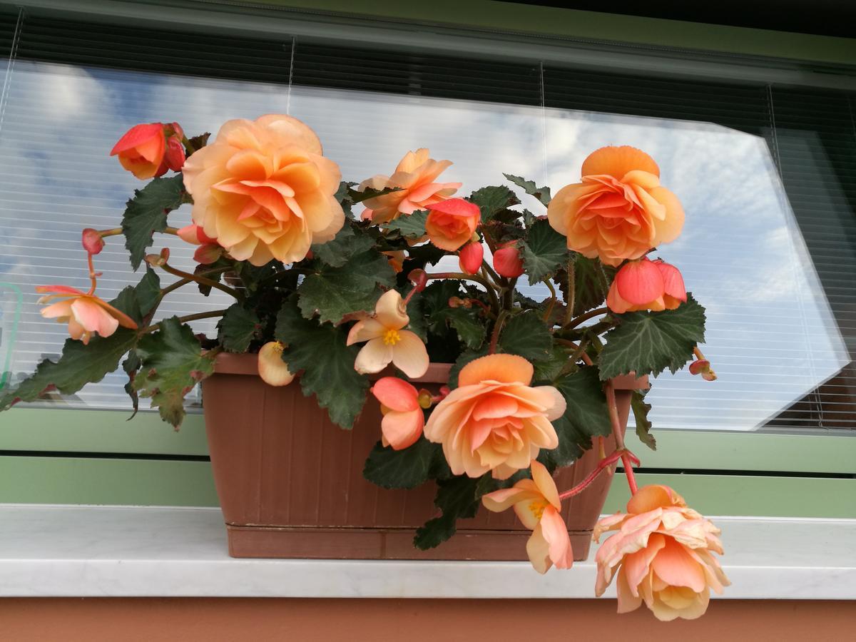 Giusy Bed And Breakfast Marina Di Carrara Exterior foto
